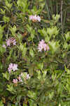 Piedmont rhododendron